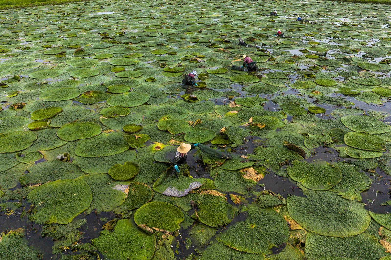 光山芡實豐收季 生態(tài)農業(yè)助增收:生態(tài)農業(yè)