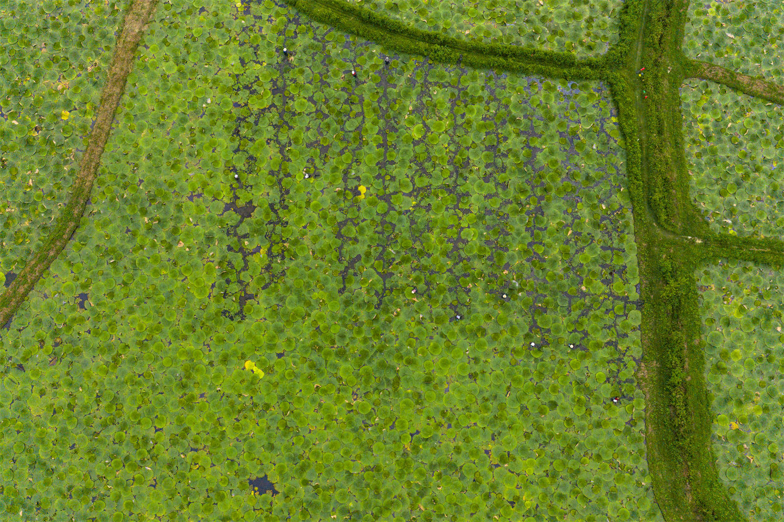 光山芡實豐收季 生態(tài)農業(yè)助增收:生態(tài)農業(yè)