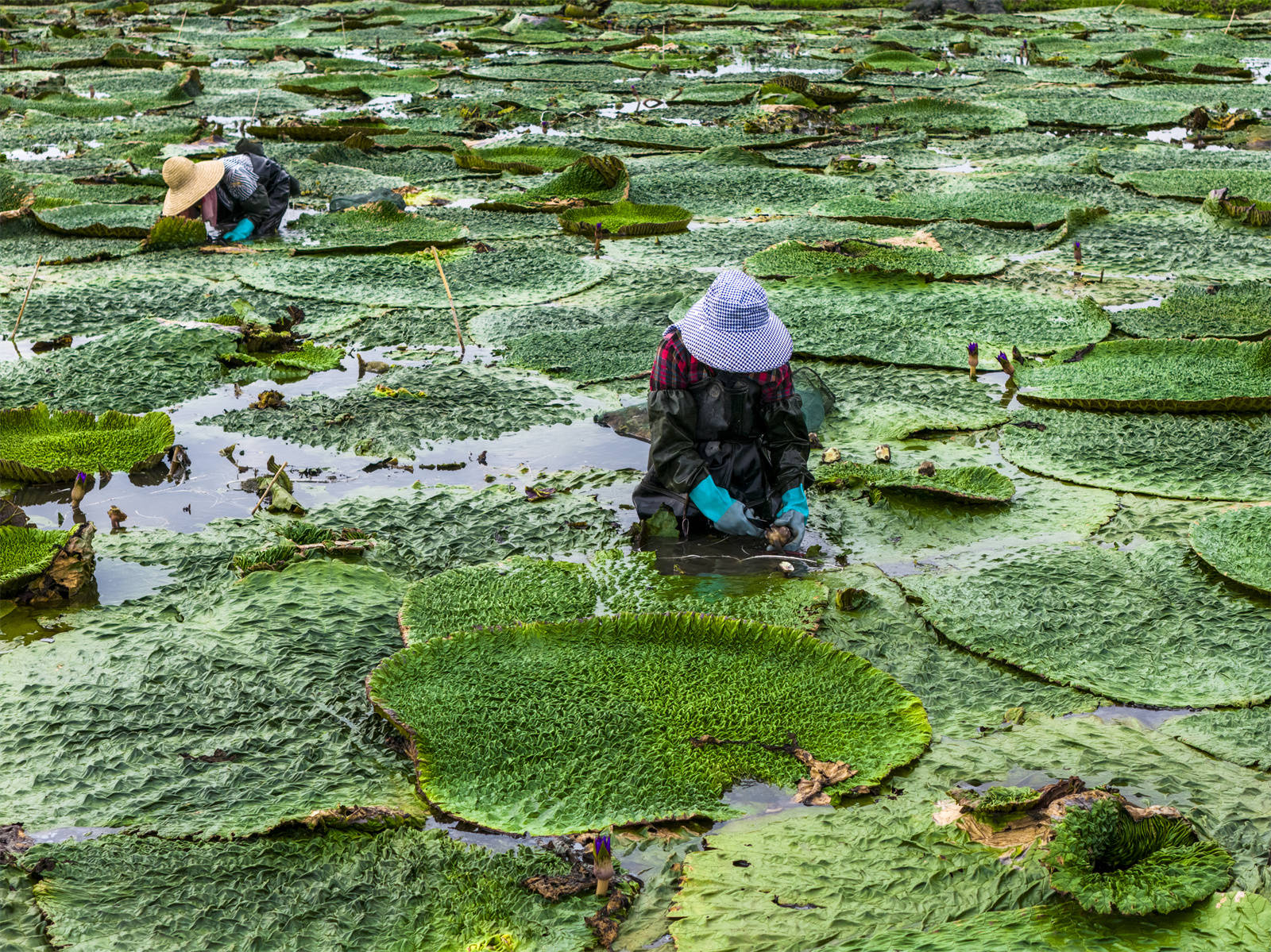 光山芡實豐收季 生態(tài)農業(yè)助增收:生態(tài)農業(yè)