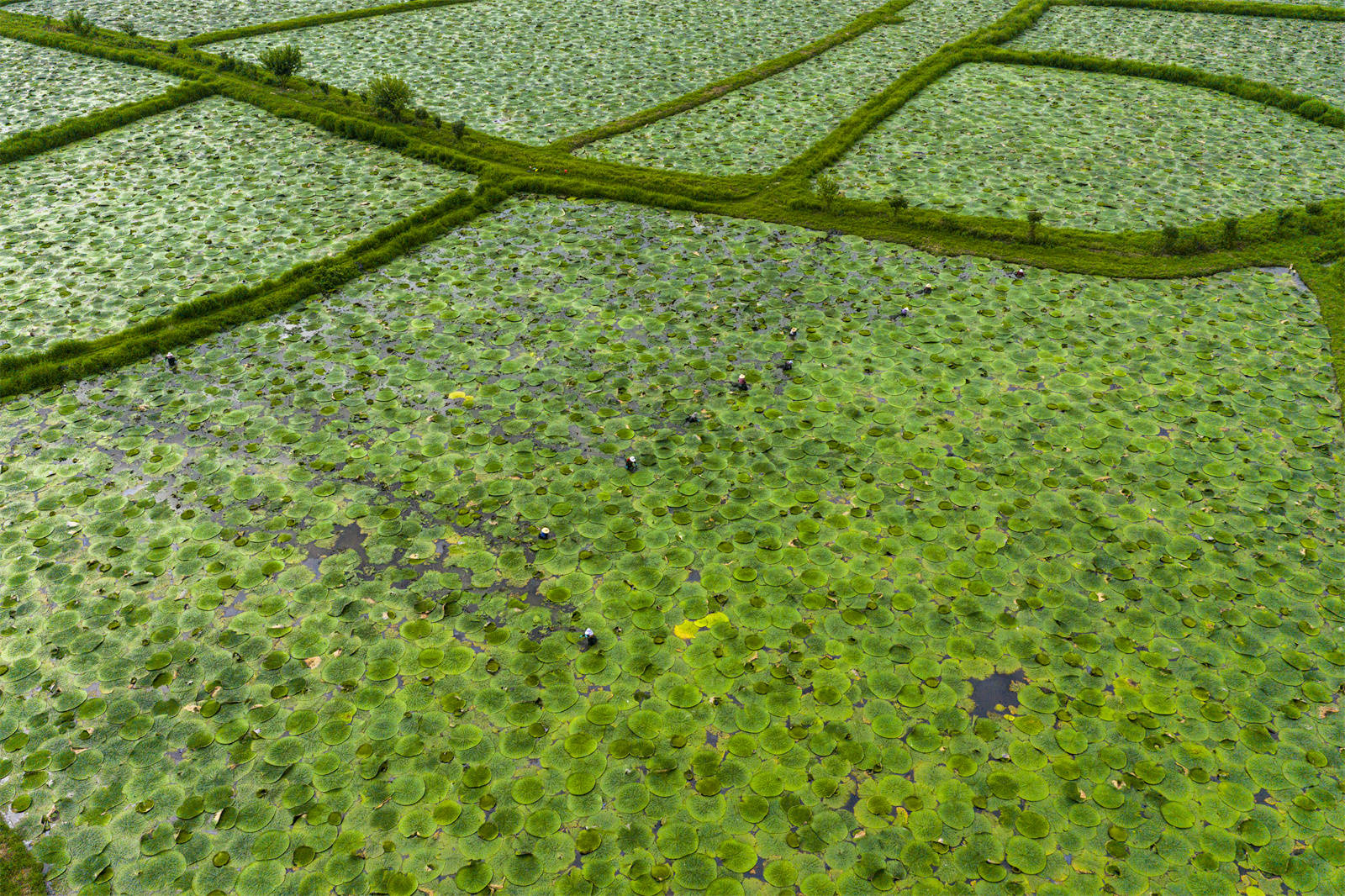 光山芡實豐收季 生態(tài)農業(yè)助增收:生態(tài)農業(yè)