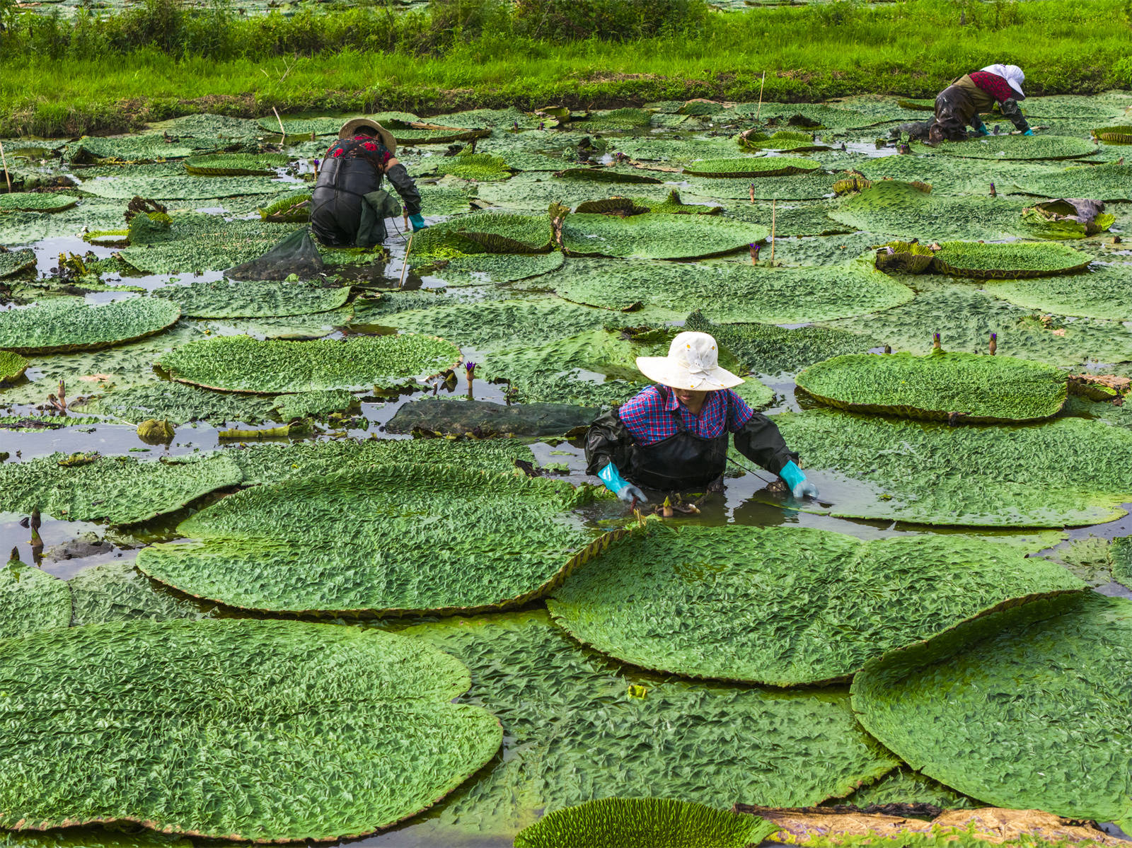 光山芡實豐收季 生態(tài)農業(yè)助增收:生態(tài)農業(yè)
