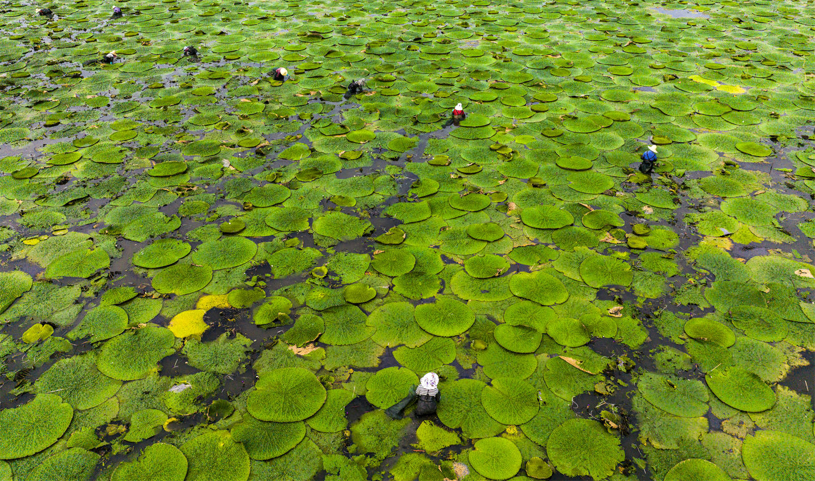光山芡實豐收季 生態(tài)農業(yè)助增收:生態(tài)農業(yè)
