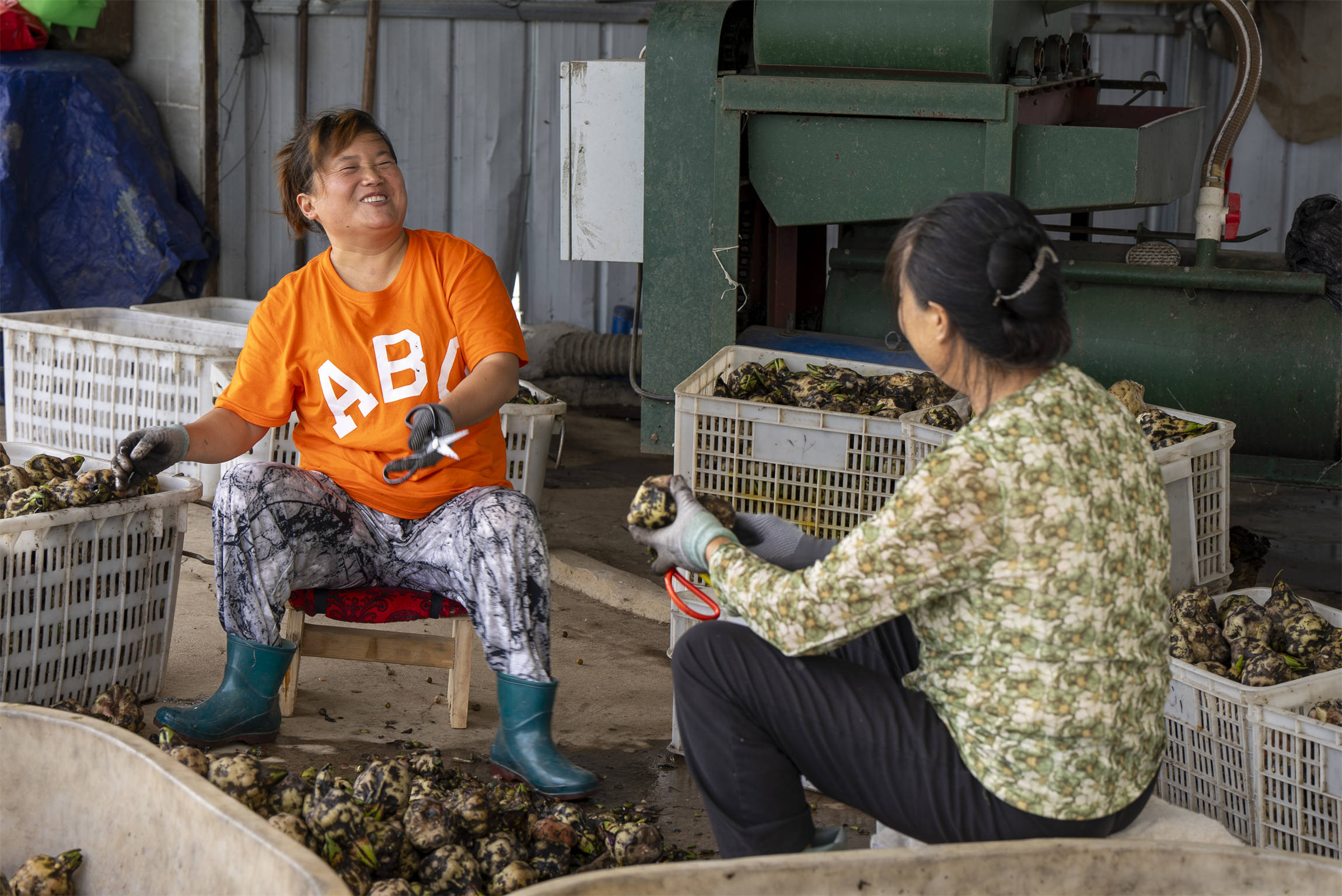 光山芡實豐收季 生態(tài)農業(yè)助增收:生態(tài)農業(yè)