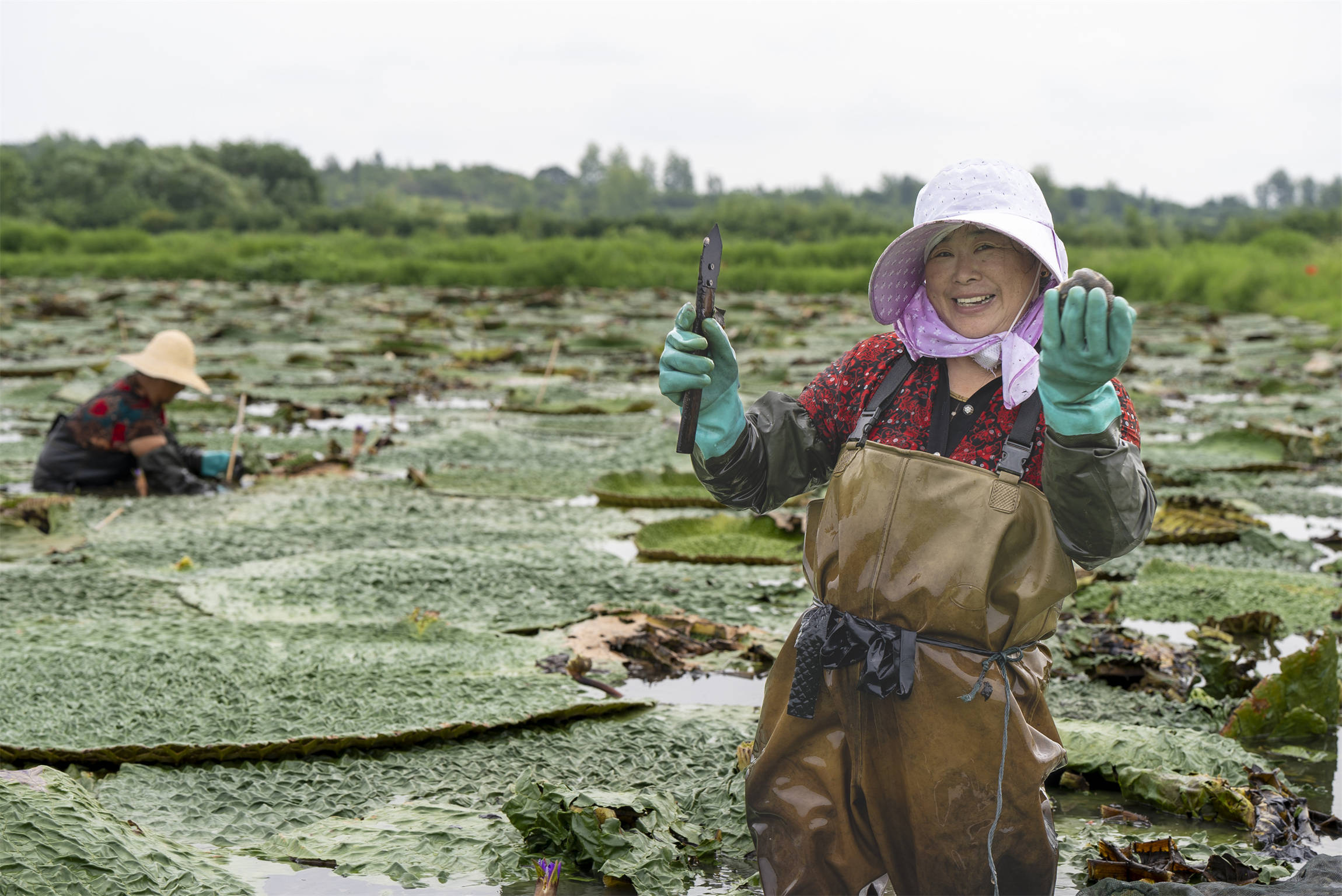 光山芡實豐收季 生態(tài)農業(yè)助增收:生態(tài)農業(yè)