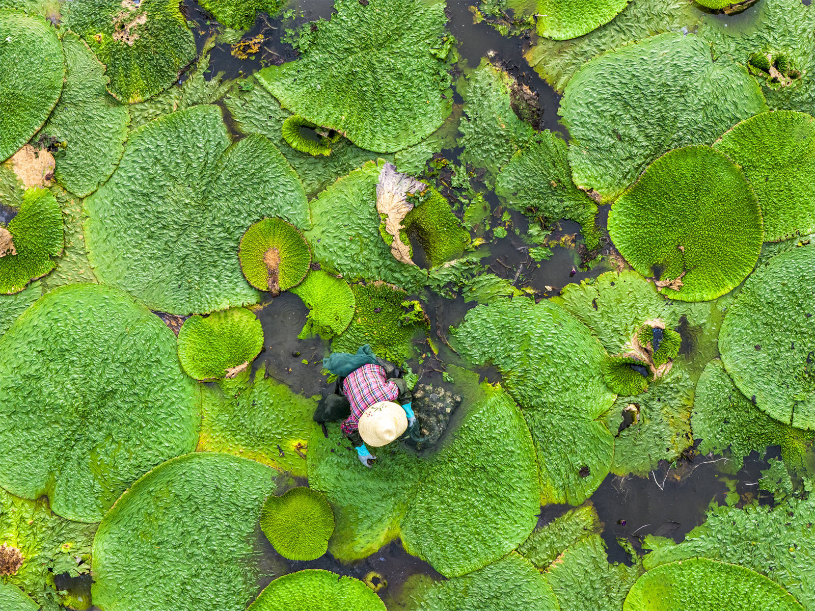 光山芡實豐收季 生態(tài)農業(yè)助增收:生態(tài)農業(yè)
