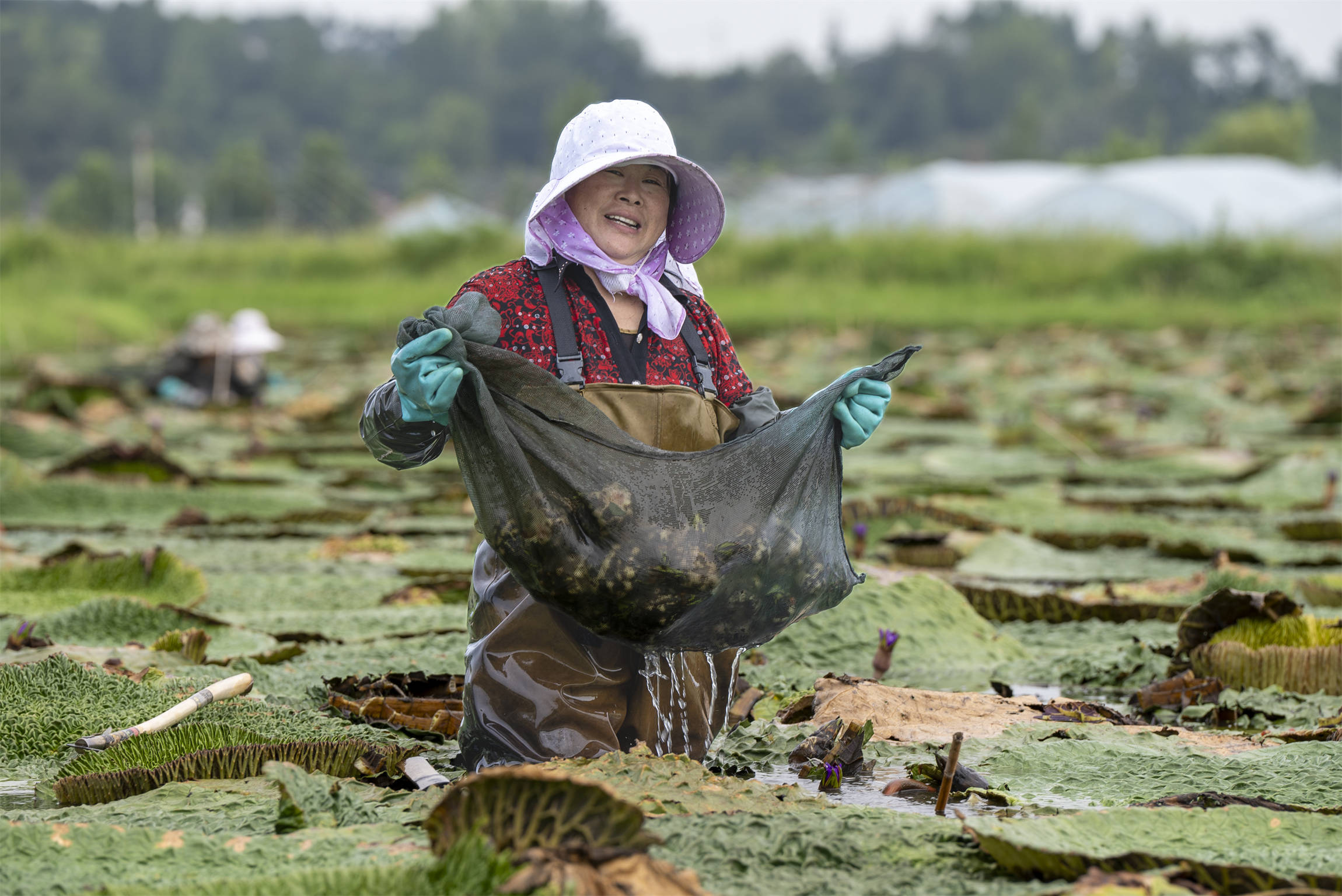 光山芡實豐收季 生態(tài)農業(yè)助增收:生態(tài)農業(yè)
