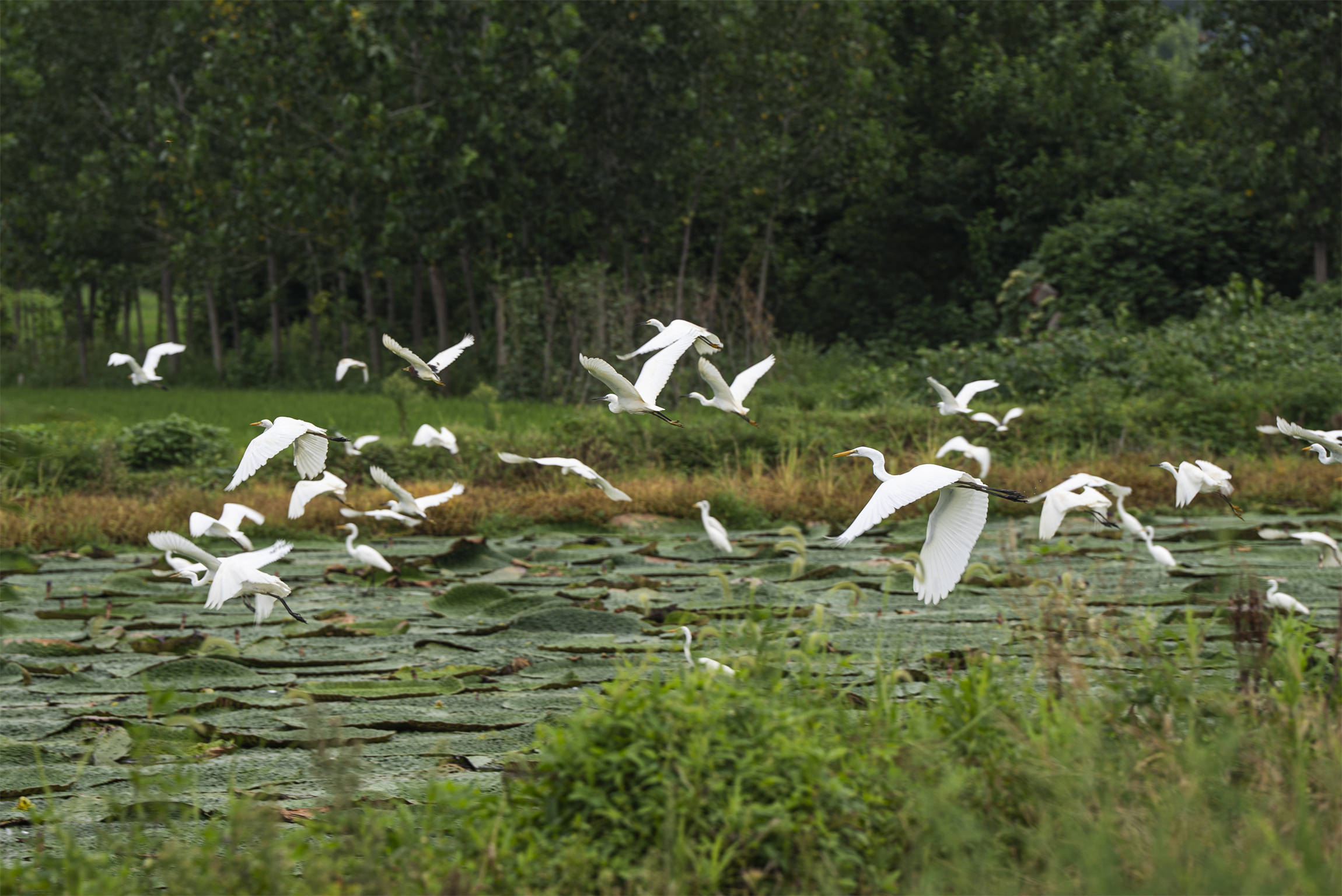 光山芡實豐收季 生態(tài)農業(yè)助增收:生態(tài)農業(yè)