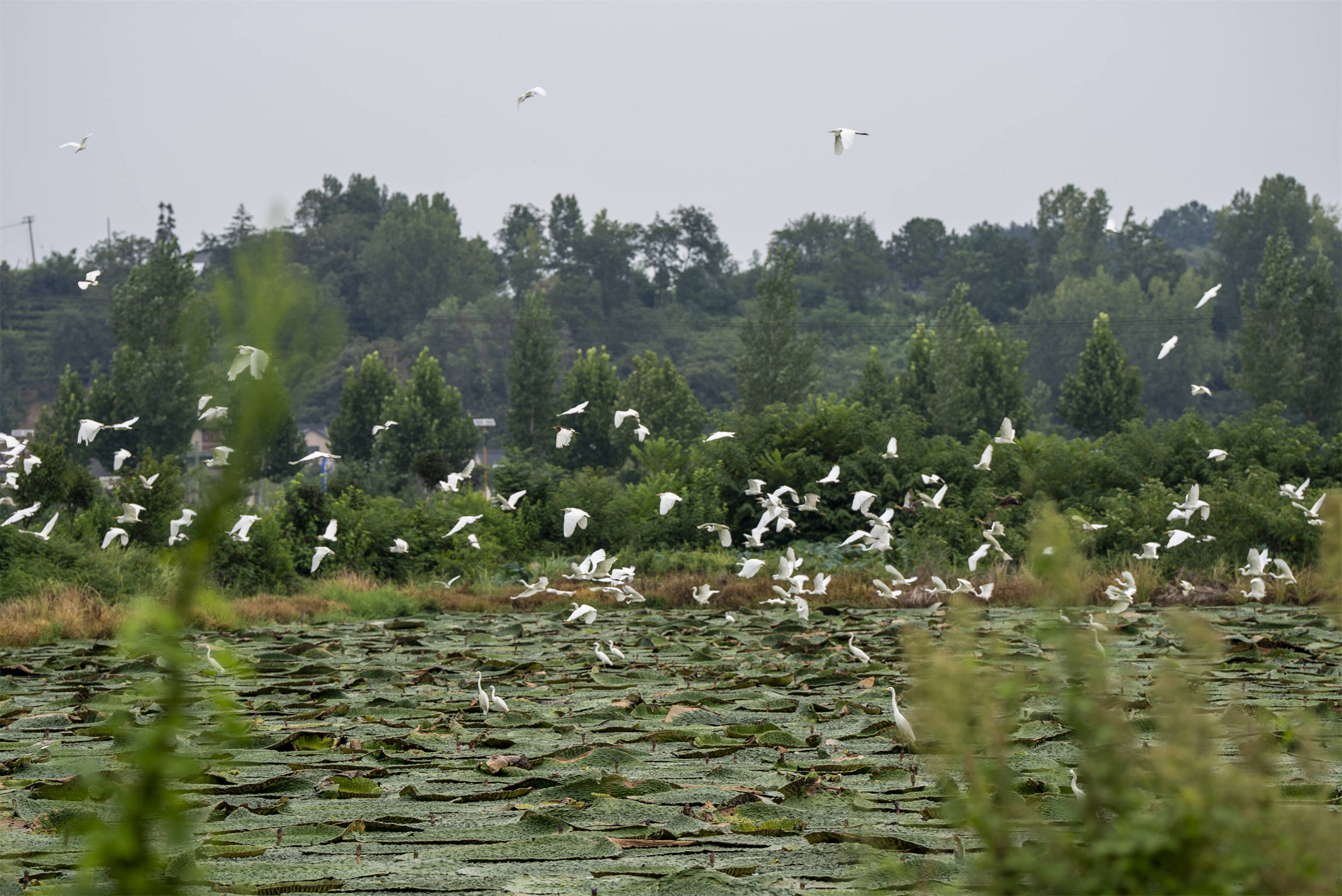 光山芡實豐收季 生態(tài)農業(yè)助增收:生態(tài)農業(yè)