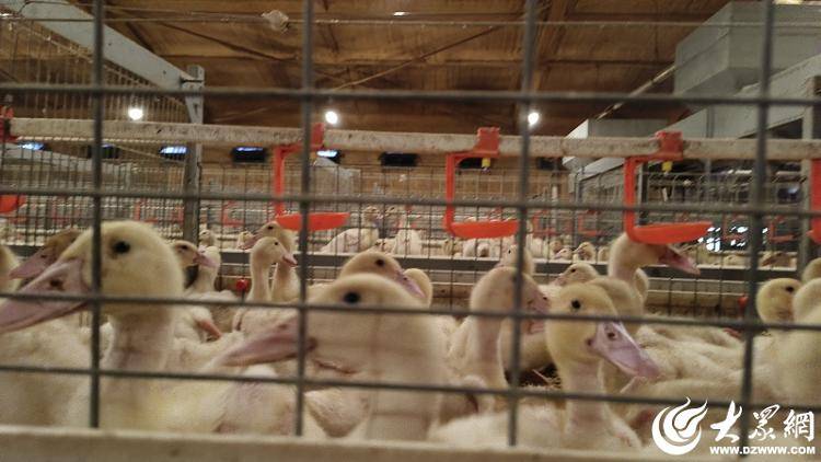 臨朐中新振榮:智慧畜牧賦能生態(tài)農(nóng)業(yè)發(fā)展實踐:生態(tài)農(nóng)業(yè)