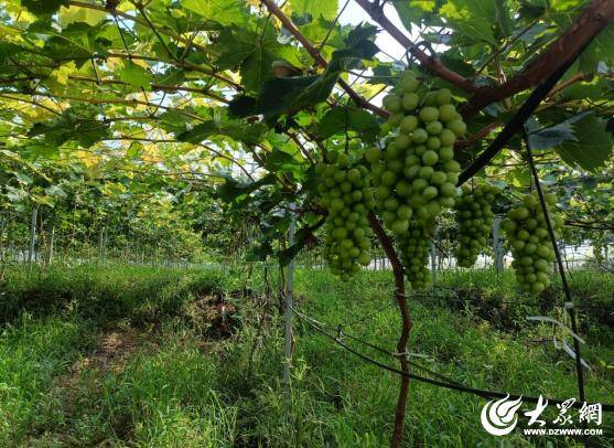 臨朐中新振榮:智慧畜牧賦能生態(tài)農(nóng)業(yè)發(fā)展實踐:生態(tài)農(nóng)業(yè)