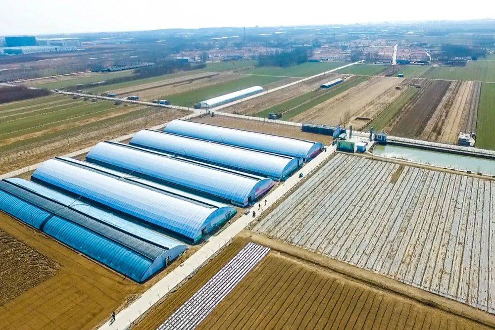 濰坊坊子:打造生態(tài)農(nóng)業(yè)綠色發(fā)展新路徑:生態(tài)農(nóng)業(yè)