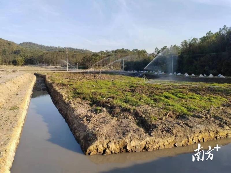 順德幫扶經(jīng)驗(yàn)綻放新花：幫扶工作隊(duì)助力稔村鎮(zhèn)生態(tài)農(nóng)業(yè)項(xiàng)目發(fā)展:生態(tài)農(nóng)業(yè)
