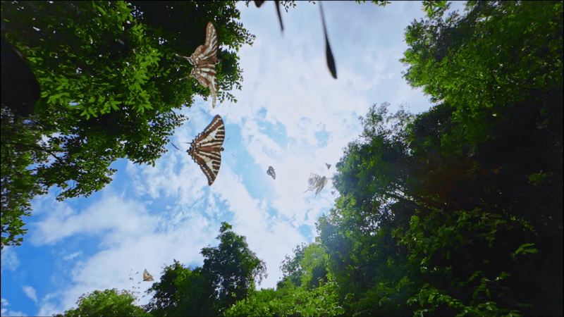 云南元江出現(xiàn)“蝴蝶大爆發(fā)”生態(tài)景觀:生態(tài)景觀